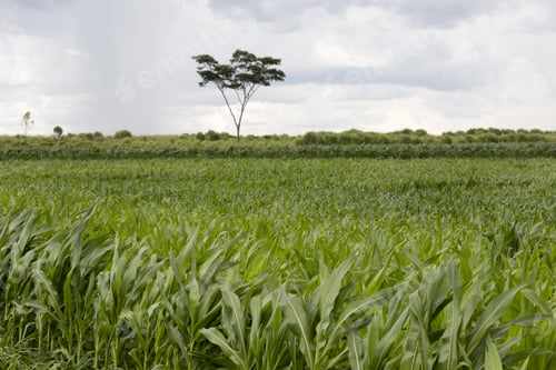 Preview: Field With Young Corn Plantation In Countryside On Brazil