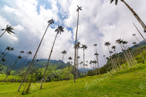 Preview: View Of Wax Palm Trees In Cocora Valley Near Salento, Colombia