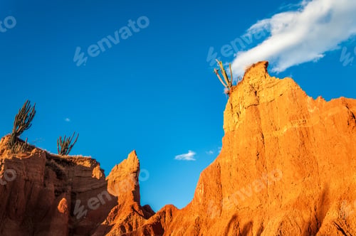 Preview: Closeup Cactus With A Deep Blue Sky