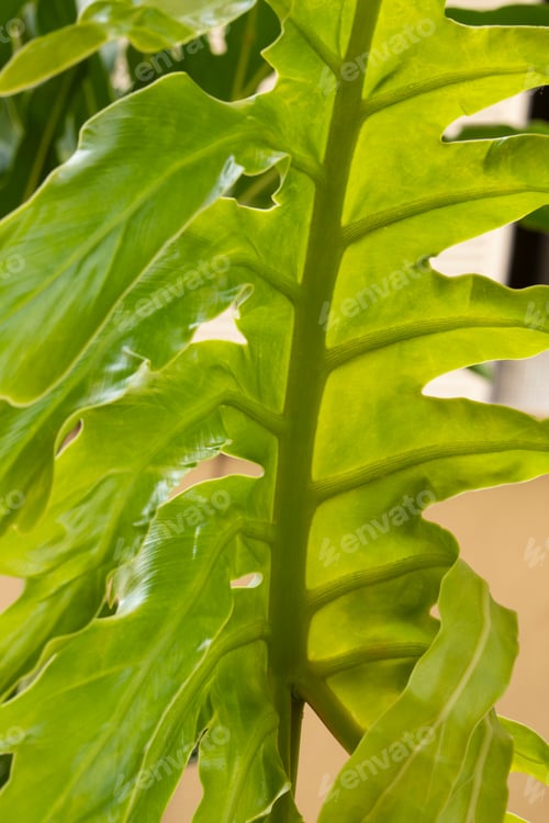 Vista previa: Monstera Philodendron Close Up. Plant Green Leaf. Selective Focus