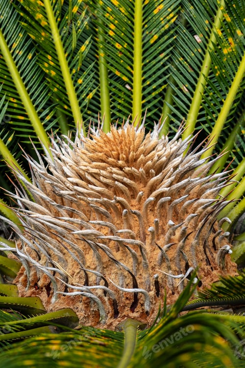 Preview: Closeup View Of Flower Of Female Sago Palm (Cycas Revoluta), Also Known As King Sago Palm