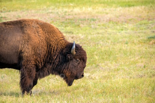 Preview: View Of A Single Bison In Custer State Park, South Dakota