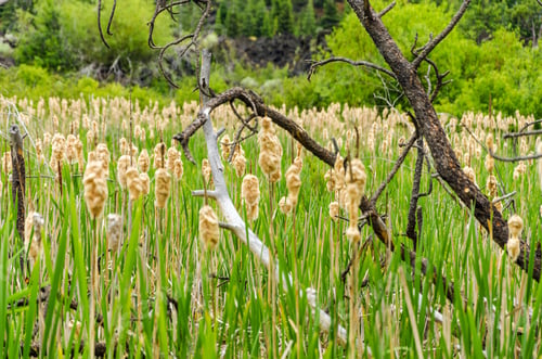 Preview: View Of A Field Of Reeds In Oregon