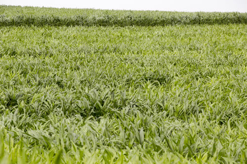 Preview: Field With Young Corn Plantation In Countryside On Brazil
