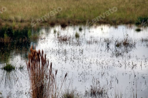 Preview: Brazilian Nature. Flooded Field. Meadow. Bushes In The Lake At Brazilian Savannah . Cerrado.
