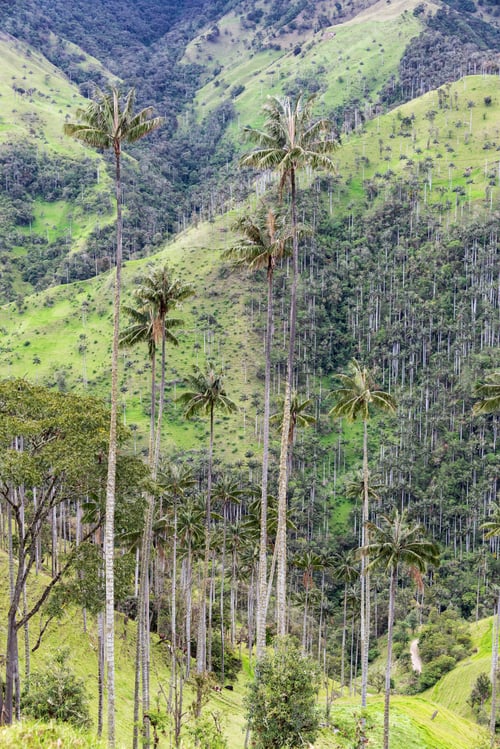 Preview: View Of Wax Palm Trees Near Salento, Colombia. Wax Palms Are The Tallest Palm Tree In The World