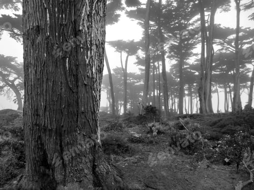 Preview: Enchanted Foggy Forest With Spooky Trees Black And White