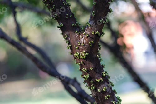 Preview: The Fruit Of The Jaboticaba Growing On The Tree Trunk. Jabuticaba Is The Native Brazilian Grape