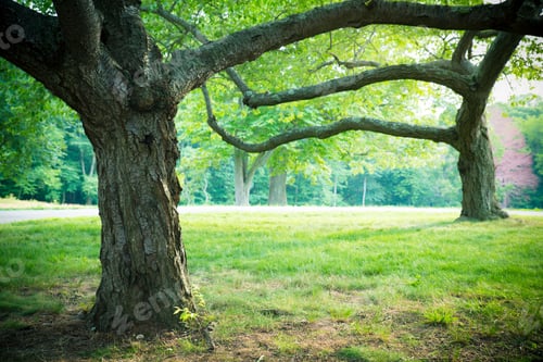 Visualização: Lovely Summer Trees And Grass In Park Setting