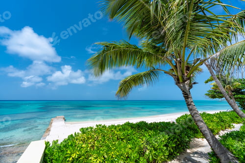 Preview: Sunny Beach With Tropical Palms