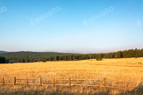 Preview: Beautiful Golden Colored Field With A Forest Of Pine Trees In The Background In Wyoming