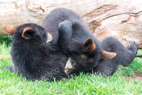 Preview: Playful Black Bear Cubs