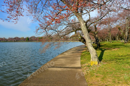 Preview: Cherry Blossom Around The Tidal Basin, Washington Dc, United States