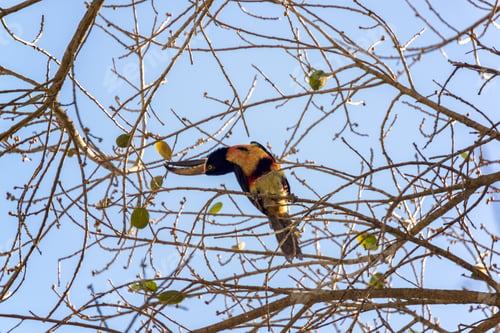 Preview: Collared Aracari Eating Fruit In A Tree In Becan, Mexico