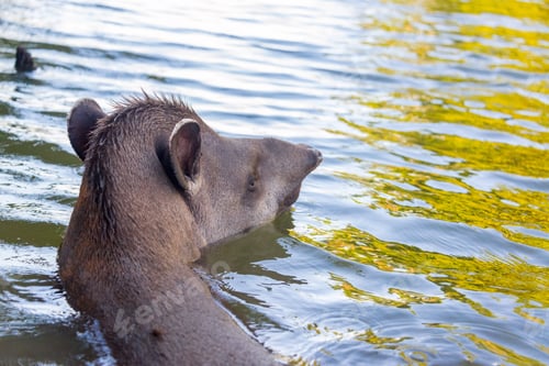 Preview: Brazilian Tapir Swimming In A Lake In Madidi National Park In The Amazon Rainforest In Bolivia