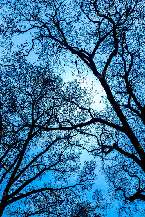 Preview: Bare Budding Tree Branches Looking Upwards At Dark Evening Sky