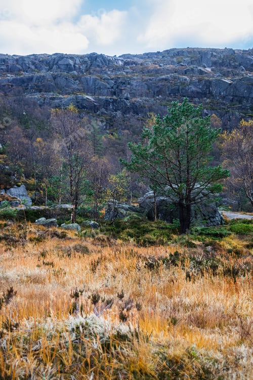 Preview: Autumn Meadow With Colorful Grass And Tree