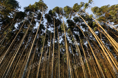 Preview: View Of Eucalyptus Plantation On Sunny Day In Brazilian Countryside