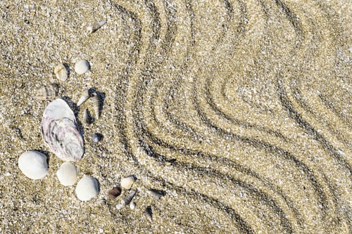 Preview: Up View Sea Shells On The Sand In The Beach