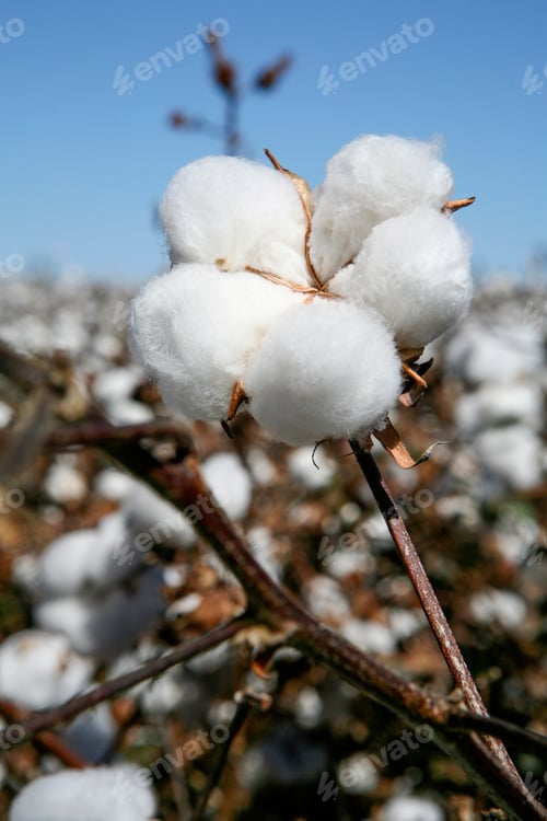Preview: Cotton Ball Ready To Be Harvested In Contrast To Blue Sky In The State Of Mato Grosso Do Sul, Brazil