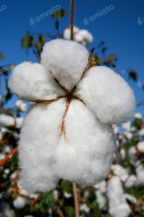 Preview: Cotton Ball Ready To Be Harvested In Contrast To Blue Sky In The State Of Mato Grosso Do Sul, Brazil
