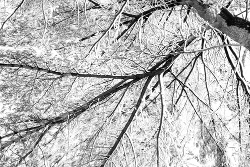 Preview: Snow Covered Tree Branch Pattern