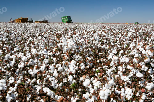 Preview: Cotton Fields Ready To Be Harvested In Contrast To Blue Sky In The State Of Mato Grosso Do Sul