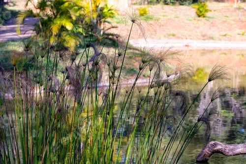 Preview: Flowers Around A Lake In A Public Park. Brasília, Capital Of Brazil. Spring Is Coming. Leisure.