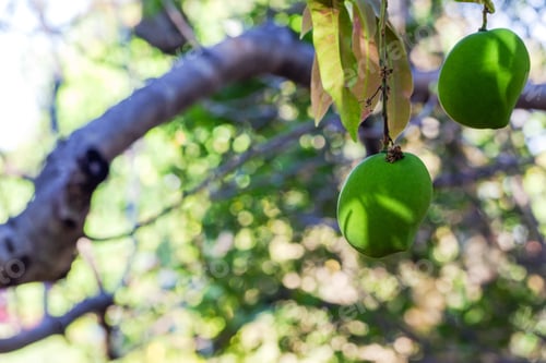 Preview: A Green Mango Growing On The Tree. Summer Is The Mango Season. Tropical Fruit. Vegan Food.