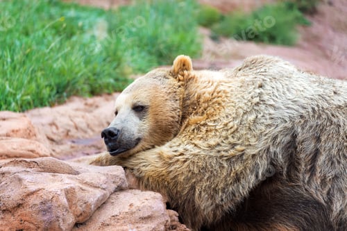Preview: Closeup View Of A Grizzly Bear Lying Down