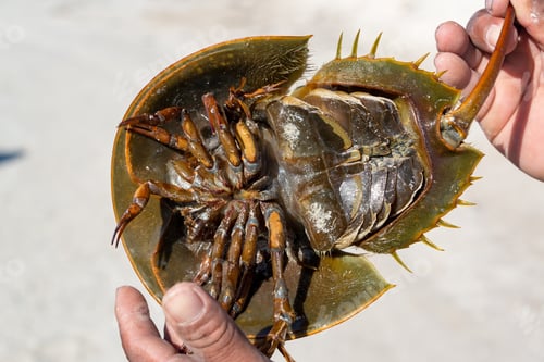 Preview: View Of A Horseshoe Crab In Rio Lagartos, Mexico