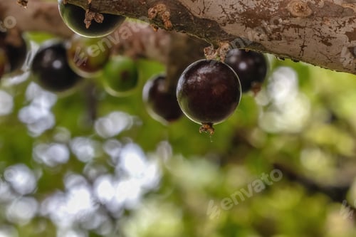 Preview: Jaboticaba Season. Jabuticabas Ready To Be Harvested. Jaboticaba Is A Typical Brazilian Grape Tree