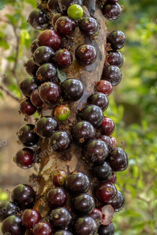 Preview: Jaboticaba Season.Jabuticaba In The Tree Ready To Be Harvested. Jaboticaba Is The Native Brazilian