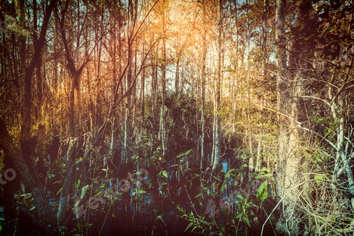 Preview: Tropical Forest Swamp, Florida. Vintage Tone Colors With Lens Flare