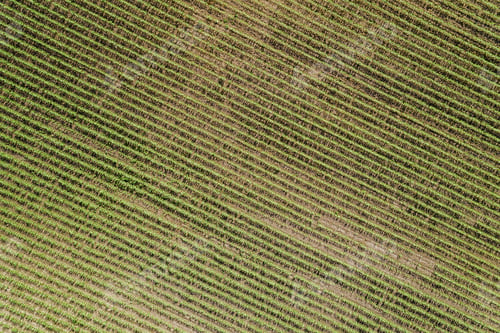 Preview: Aerial Top View Of A Farm Field With Rows