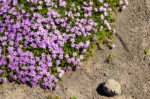 Preview: Purple Flowers Growing In A Harsh Mountain Setting