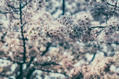 Preview: Spring Cherry Blossom Flowers With Fading Colors. Shallow Depth Of Field.