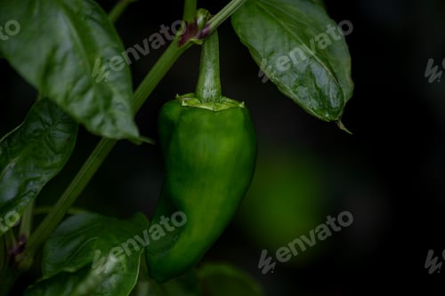 Preview: A Green Bell Pepper Growing On The Plant. Gastronomy. Biology. Botanic. Agronomy. Organic Food