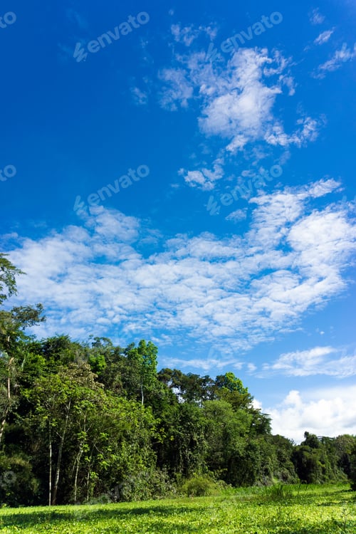 Preview: Vertical Landscape View Of The Amazon Rainforest In Peru