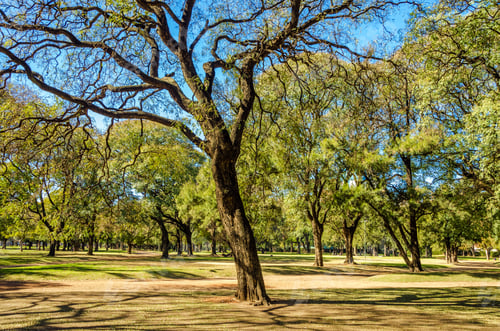 Preview: A Park Full Of Trees In Buenos Aires, Argentina