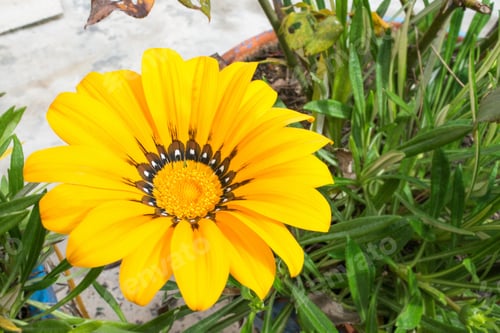 Preview: Beautiful Yellow Flower