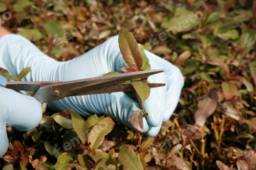 Preview: Eucalyptus Seedling For Industrial Use