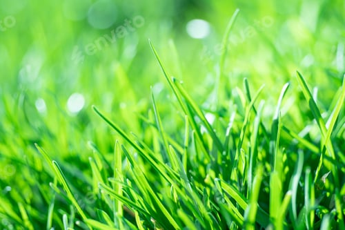 Preview: Extreme Close-Up Of Fresh Green Grass In Spring