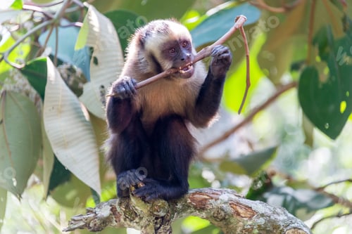 Preview: Capuchin Monkey Chewing On A Stick In The Jungle Near Coroico, Bolivia