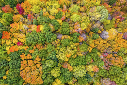 Preview: Top View Of Colorful Forest Treetops, Autumn Season. Michigan, United States