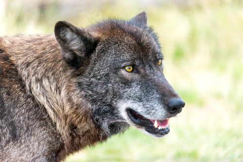 Preview: Closeup View Of The Face Of A Gray Wolf