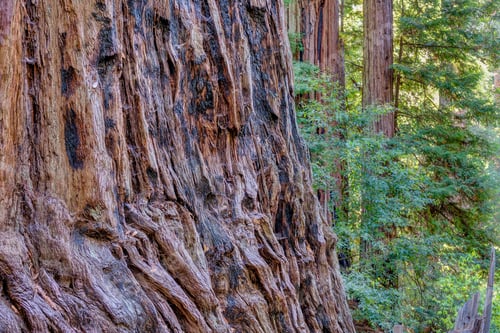 Preview: Giant Redwood Forest At Big Basin State Park, California, Usa.