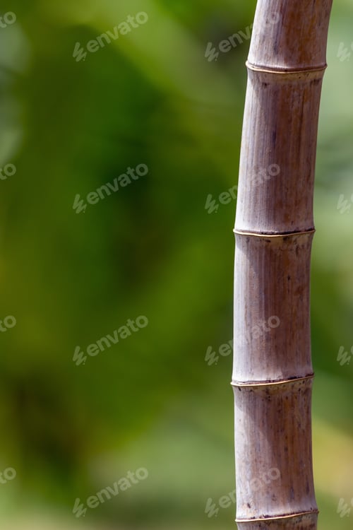 Preview: Bamboo Trunk . Nature Plant Decoration.