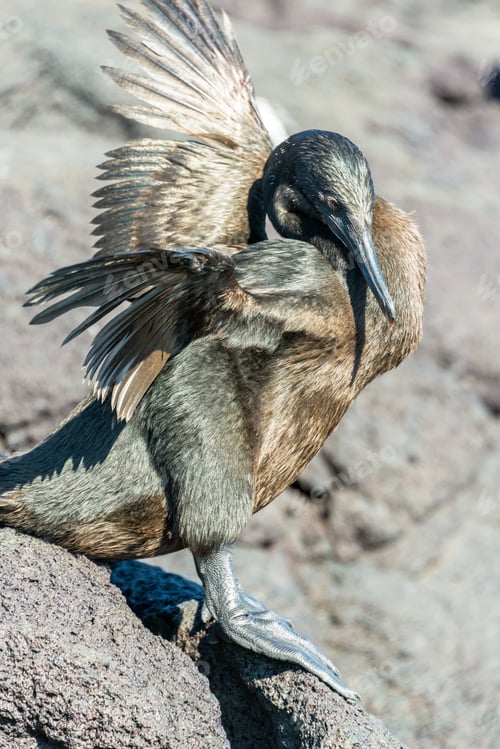 Preview: Flightless Cormorant Drying Its Wings On Fernandina Island In The Galapagos Islands In Ecuador