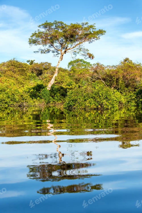Preview: Tall Tree Reflected In The Water Of A River In The Brazilian Amazon Rainforest